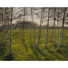 Load image into Gallery viewer, Birch Grove on a Sunny Evening
