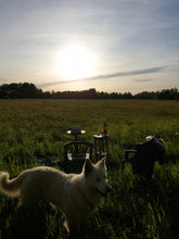 Load image into Gallery viewer, Dandelion field at Sunset
