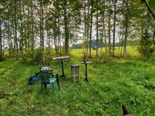 Load image into Gallery viewer, Birch Grove on a Sunny Evening
