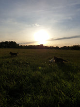 Load image into Gallery viewer, Dandelion field at Sunset
