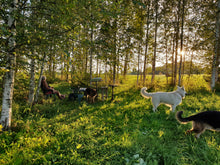 Load image into Gallery viewer, Birch Grove on a Sunny Evening
