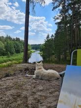 Load image into Gallery viewer, Cliff-top pine by the river
