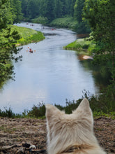 Load image into Gallery viewer, Cliff-top pine by the river
