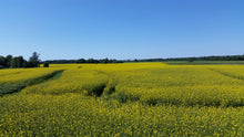 Load image into Gallery viewer, Colors of Ukraine, my Rapseed Field
