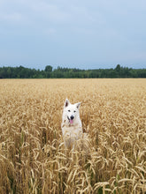 Load image into Gallery viewer, The Guardian of Golden Fields
