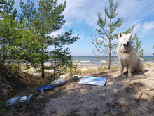 Load image into Gallery viewer, Windswept Baltic Beach
