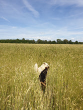 Load image into Gallery viewer, The Serene Meadow
