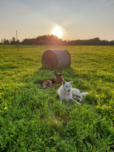 Load image into Gallery viewer, Summer Evening and Hay Bale
