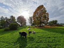 Load image into Gallery viewer, Rustic Ruins and Falling Autumn Leaves
