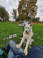 Load image into Gallery viewer, Rustic Ruins and Falling Autumn Leaves
