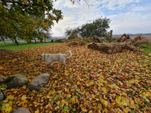 Load image into Gallery viewer, Rustic Ruins and Falling Autumn Leaves
