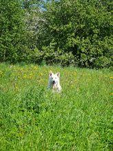 Load image into Gallery viewer, Dandelion Field on the Salaca Riverbank
