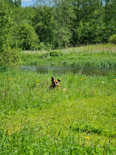 Load image into Gallery viewer, Dandelion Field on the Salaca Riverbank
