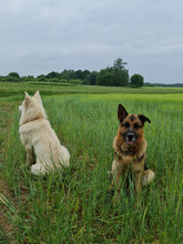 Load image into Gallery viewer, The Green Fields of Abundance
