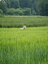 Load image into Gallery viewer, The Green Fields of Abundance
