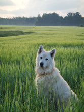 Load image into Gallery viewer, The Green Fields of Abundance
