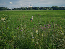 Load image into Gallery viewer, Summer Meadow in the Approaching Storm
