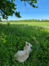 Load image into Gallery viewer, Oak&#39;s Shade by Salacas Meadow
