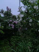 Load image into Gallery viewer, Lilacs and Rainy Evening Serenity
