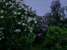 Load image into Gallery viewer, Lilacs and Rainy Evening Serenity
