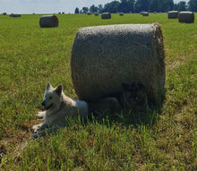 Load image into Gallery viewer, Hay Bales on a Hot Day by the Salaca Riverbank
