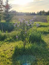 Load image into Gallery viewer, Evening Sun on Lilac Blooms
