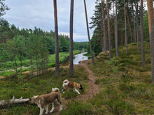 Load image into Gallery viewer, Charm of the Old River
