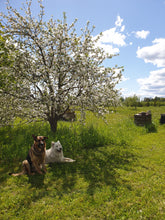 Load image into Gallery viewer, Beehives and the blooming appletree
