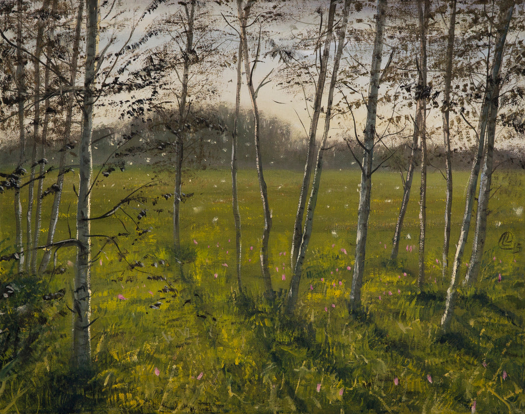 Birch Grove on a Sunny Evening