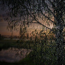 Load image into Gallery viewer, Sunrise Magic and the Old Birch
